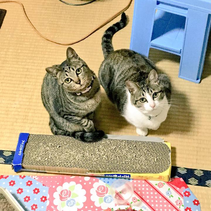 5f7fc82e f7fc 4f72 98b2 962d0a68aad9