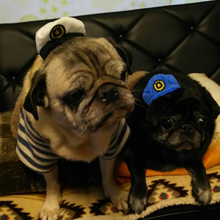 5f81b4a0 8d4a 4d19 a6d8 353d75dc6c33