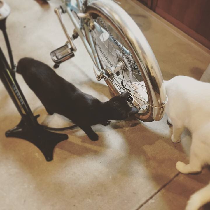 5f8cdf0c 5e0c 4c55 80d8 d834d51d1ef6