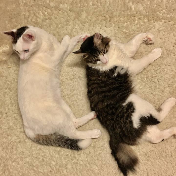 5f92d8bc 4faa 441c b8dd 2c77c3798c41