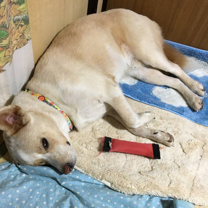 5f944de7 a34b 4af0 968f edaceb41e731