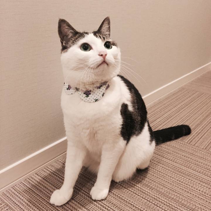 5fc1f74c db87 4c43 82cd 8679324b2ad4