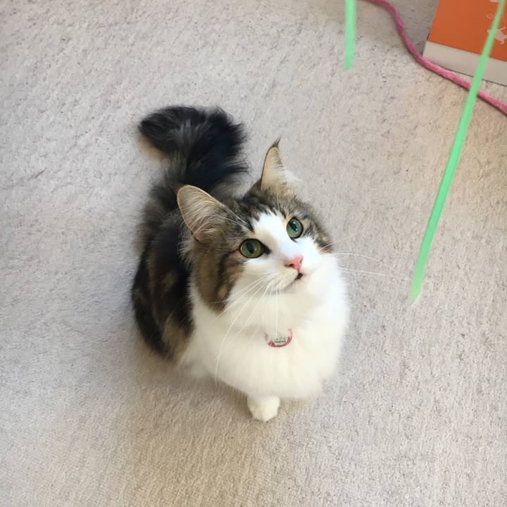 5fc5cd37 55b5 497c 8b40 596d29236909