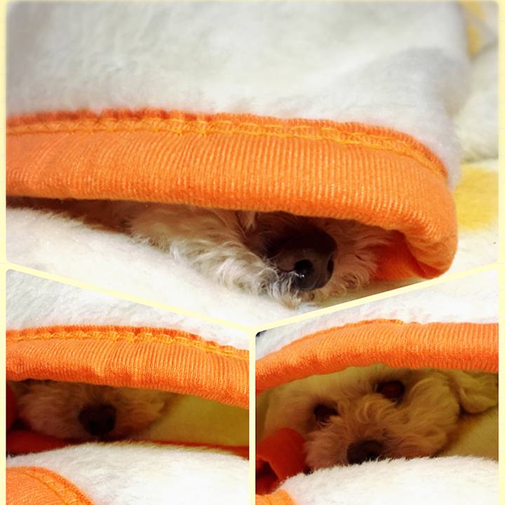 5fc674fd f511 4bb8 9c46 ddf8372df856