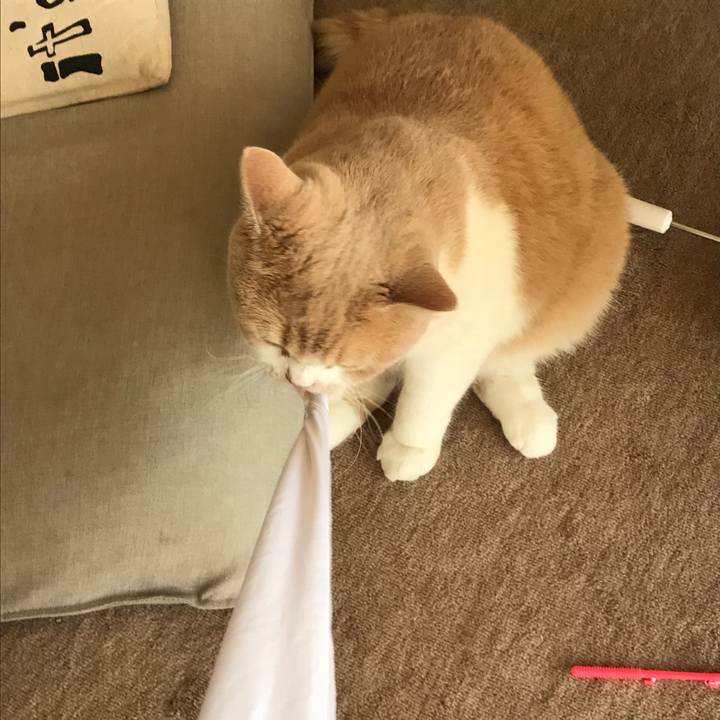 5fd9d359 96d0 47b2 adcd 66d6a1d8432f