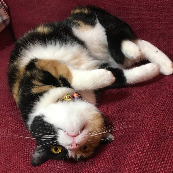 5fdd4262 f50d 4c66 8e26 27b144ff37cc