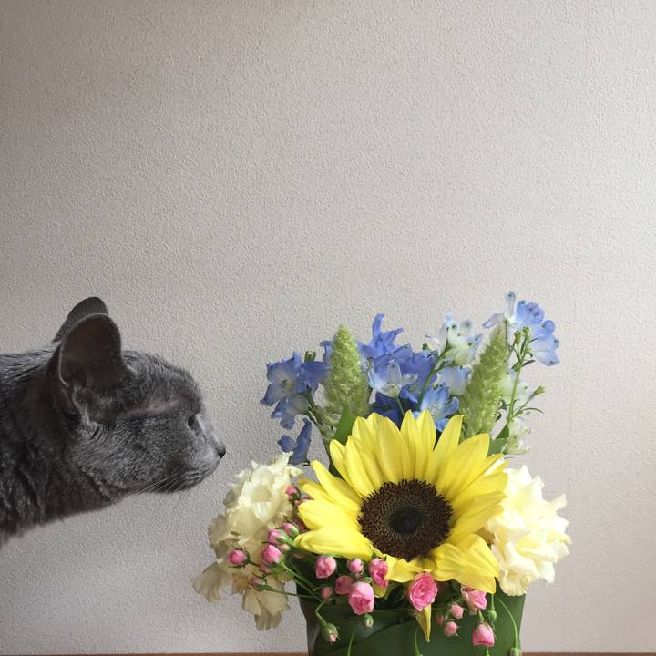 5ff428fa 6d2a 4afd a7e7 045d4a7196c4