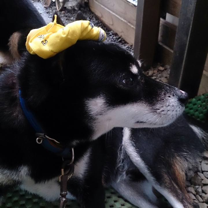 5ff92867 8bd8 4120 93b7 44e944d43838