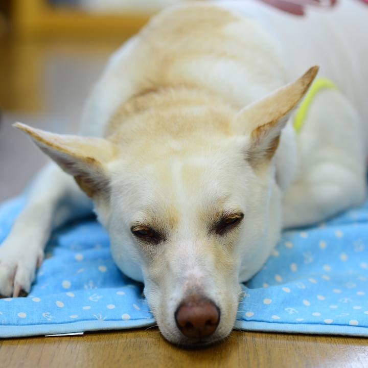 60003c2b a46d 41c6 9256 85397b05d319