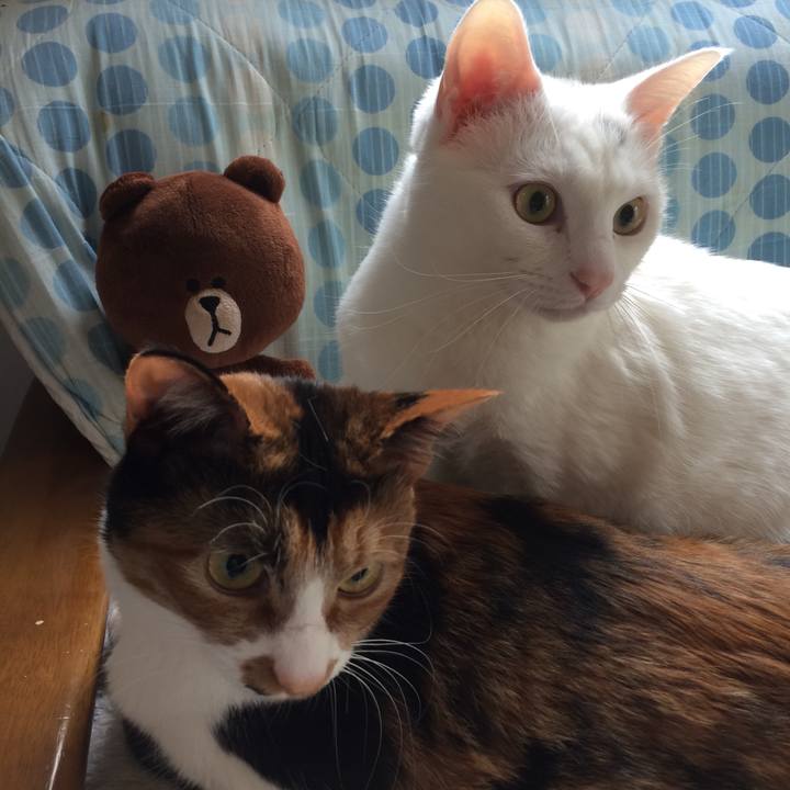 60126e72 1af8 4b79 9013 1528760cca72