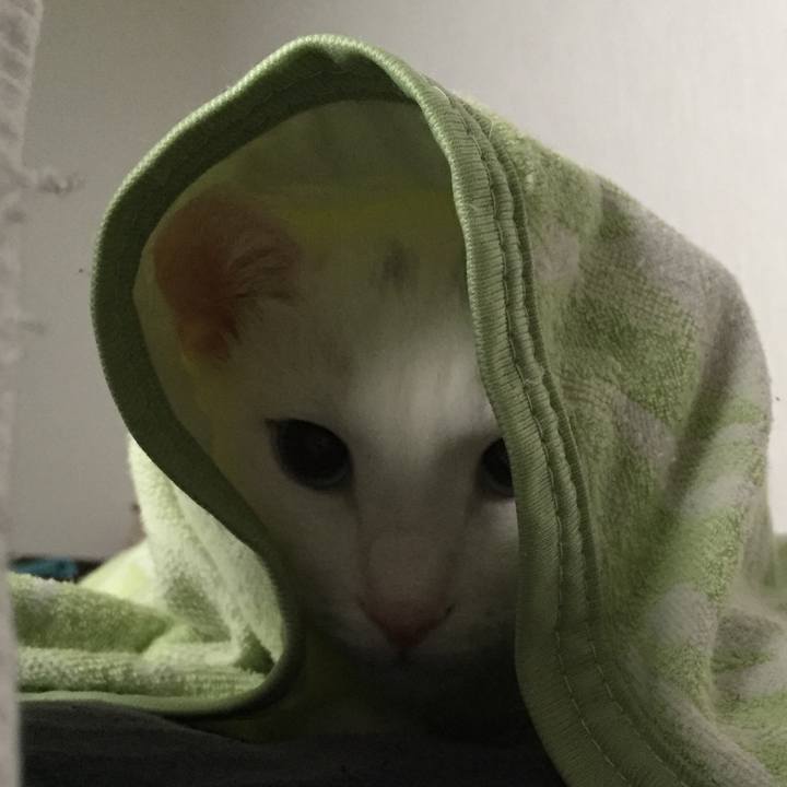 60147ccf fd03 40cd a22a f23e0b255d30