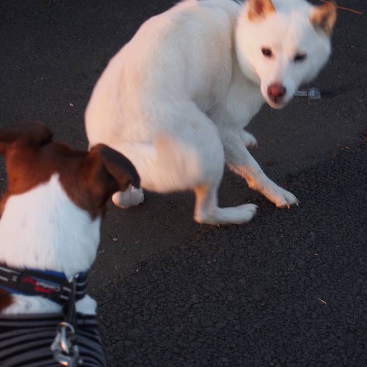 603178a3 f720 4e41 813d 3e37a8628c40