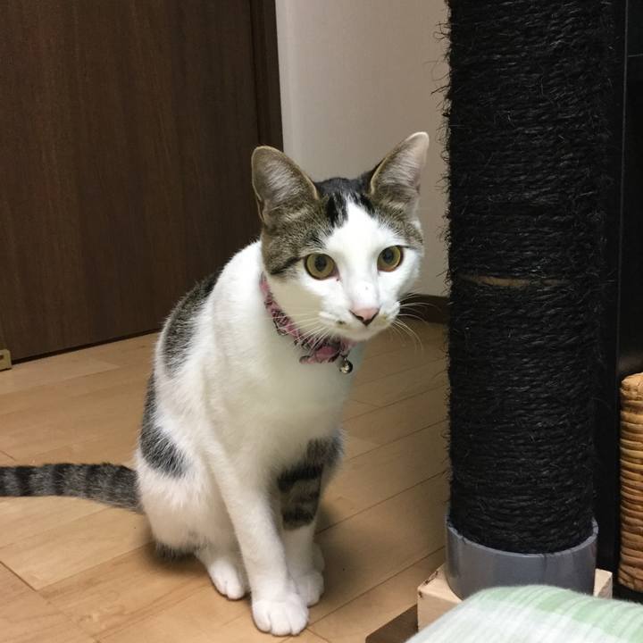 6031b395 6fe8 4c2e b033 bae3e3949489