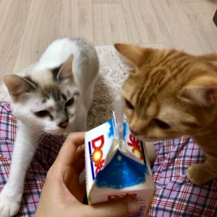 607ca32e 602c 4a2a ab53 aba76bd0b67c