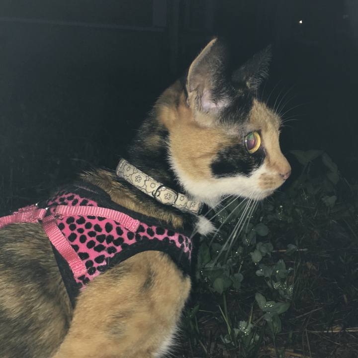 60850c31 d4a7 4ce4 84e5 1fb570f6a5ec