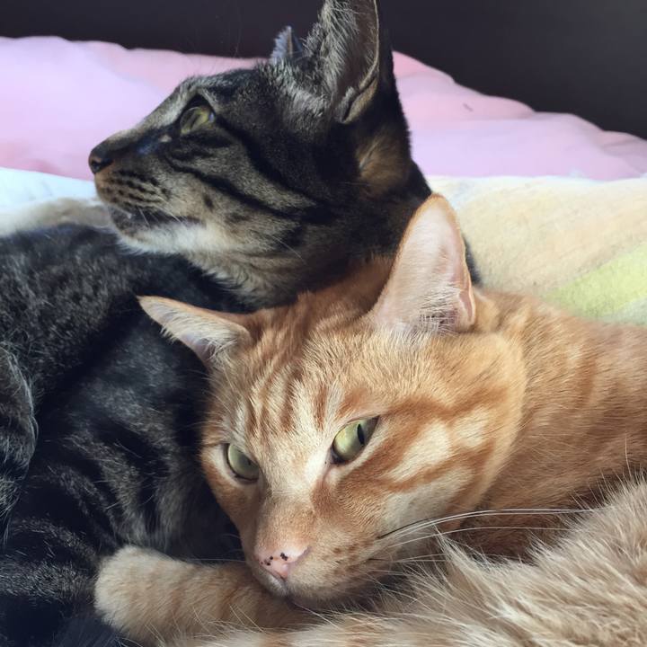 60868bb8 f46f 4b2a 8d4e babe081b2f5e