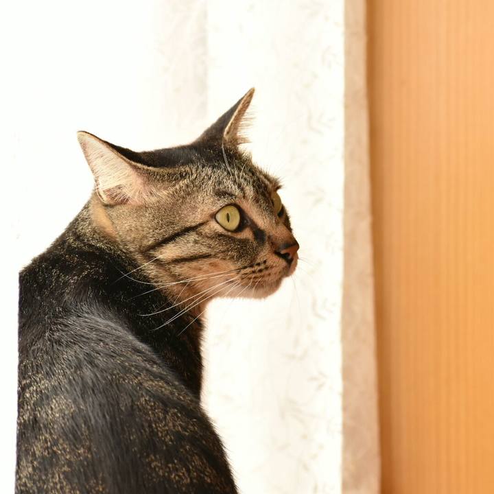 60893d38 d4bd 494b aa17 26672cf350f6