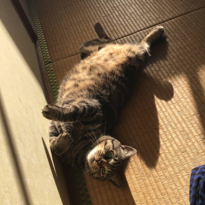 608ac4fa 342c 48ff a11a 4e6cff7ab753