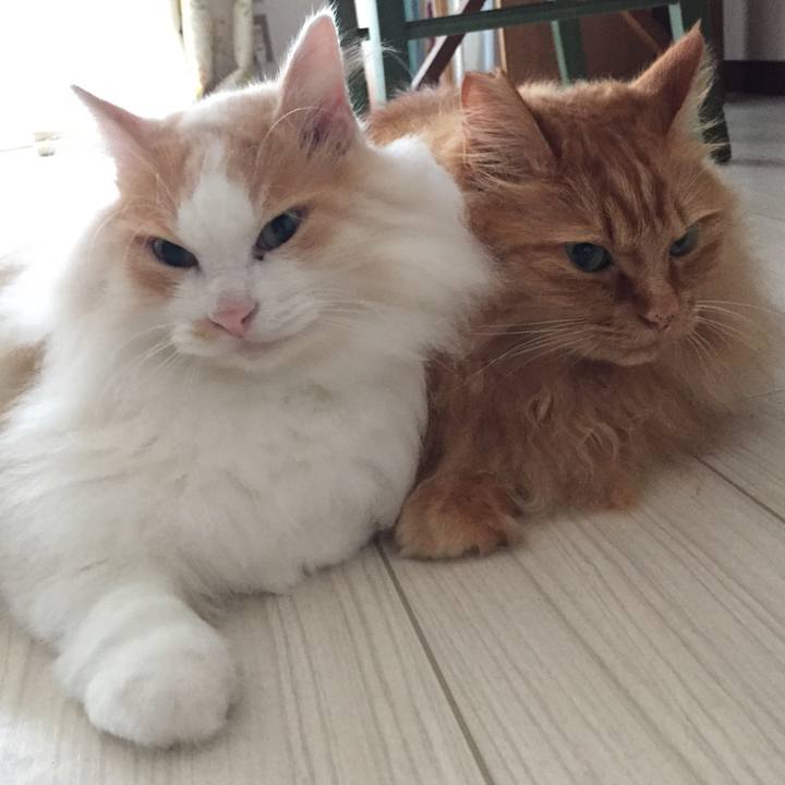 608f6006 f860 4304 a03e 0052aa288415