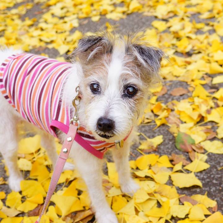 6098c1e4 01a7 4fad ba20 ee61e5e8b682