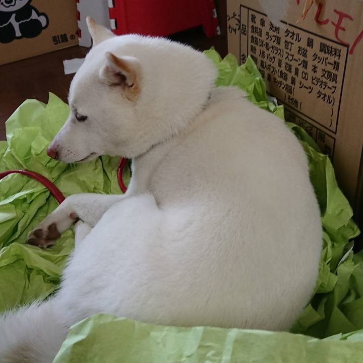 60b53e41 a94a 43cb b8e9 e61c140eed70