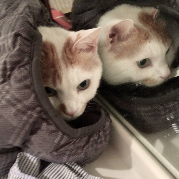 60b57233 1e68 476b a414 1d8c966f262e