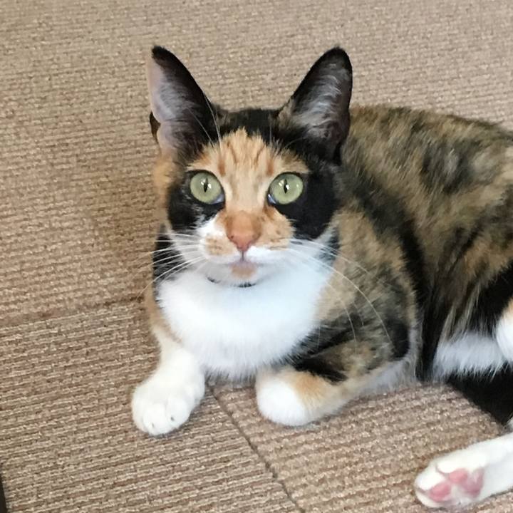 60c4e4c9 0374 43ba 9ccb 409f94c2540e