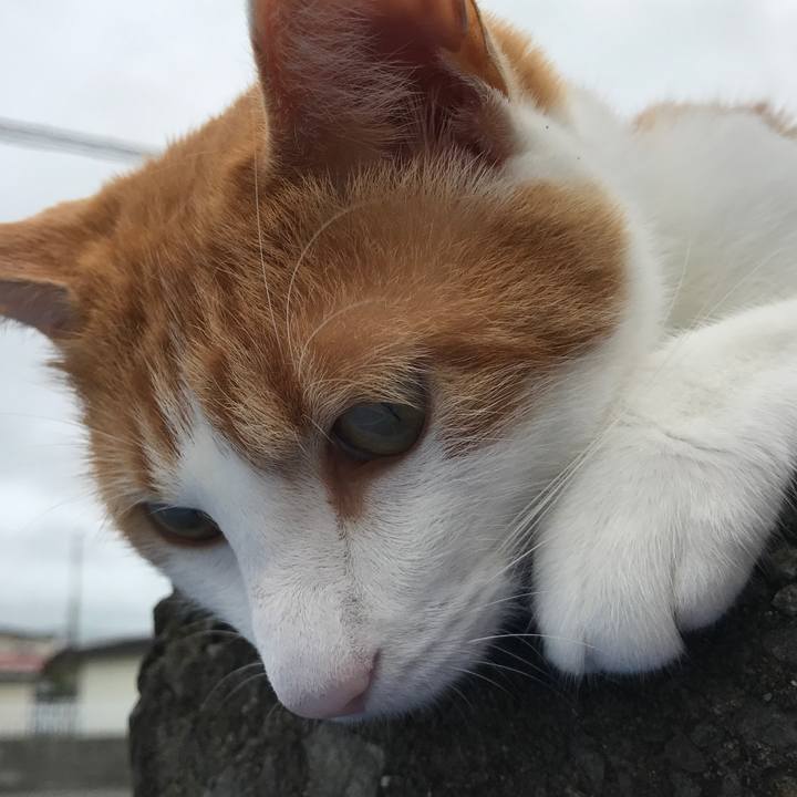 60d0aeec f1bc 4515 a786 4e46bff45a3a