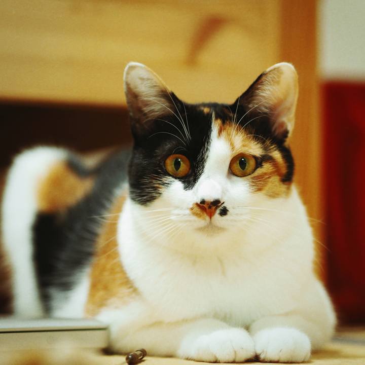 60d25770 ae44 41cf a18c 75665c72a7ba