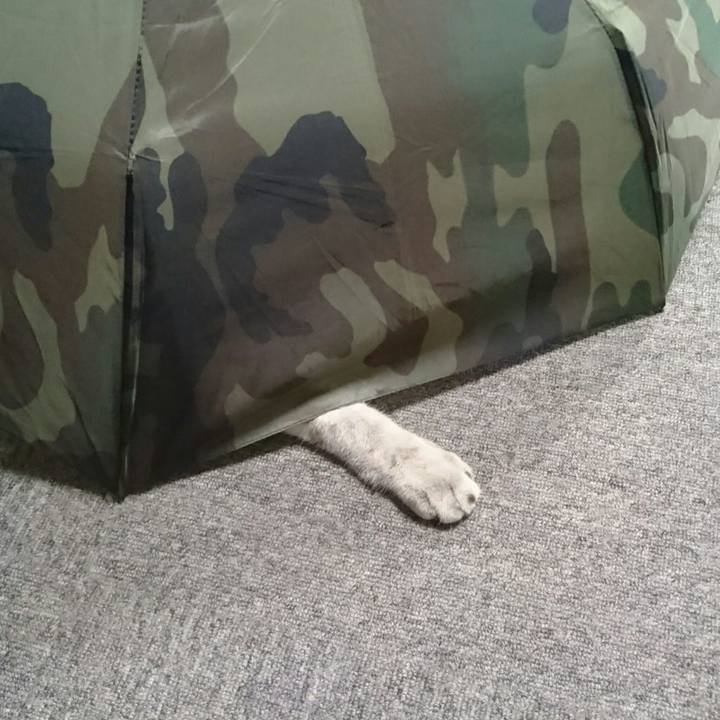 60da0bf8 9f24 4bdc a7ff 8ae13b13f615