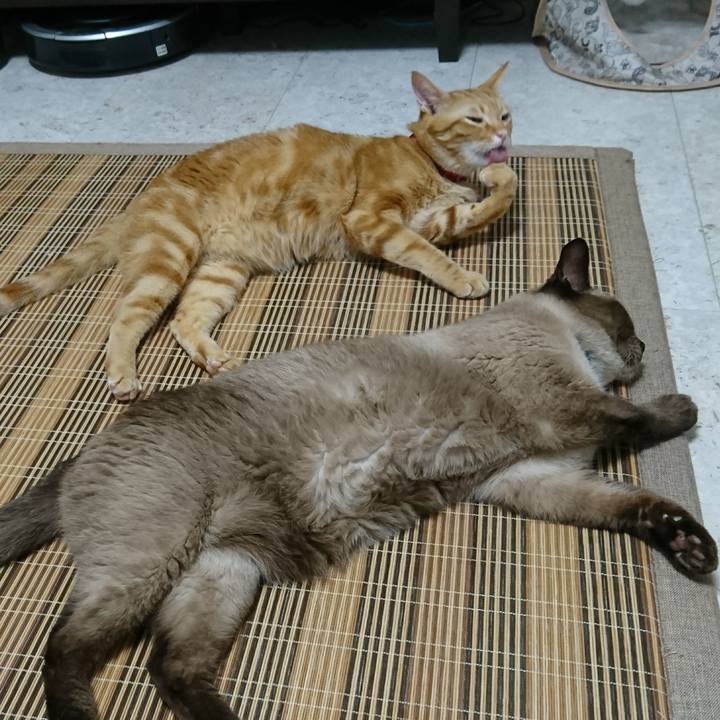 60f67c0f f7d6 4e2e 8eae 5e3fe2e24894