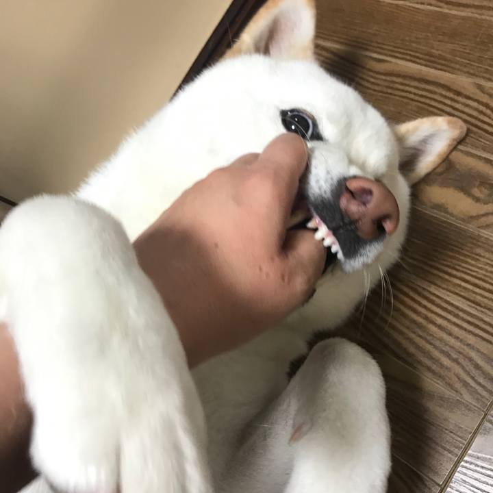 60f99318 28f2 45e0 bac4 bc04b41a5ca5