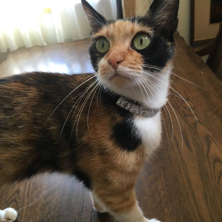 60ff4cdc 4f16 49b8 bc6f 12ffe977fde7