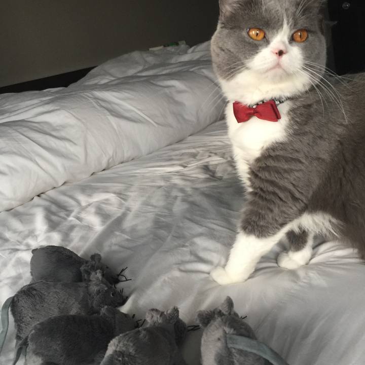 6106cbcf bf85 429c b76e e863b0d33263