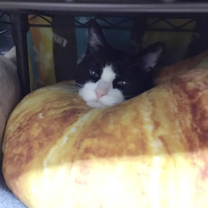 61113fbb 226b 4c3d b64c 76a761733b3a