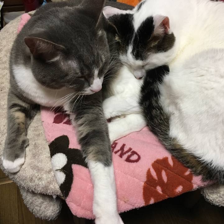 61174dcc 0bf8 4401 af67 a50e375ca268