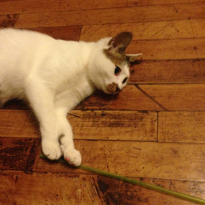 61209615 8204 493e bc03 0daa8267109c