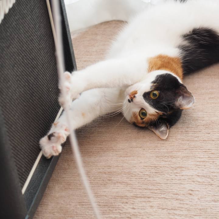 614ddec4 304f 4d62 914f 87422fbfd732