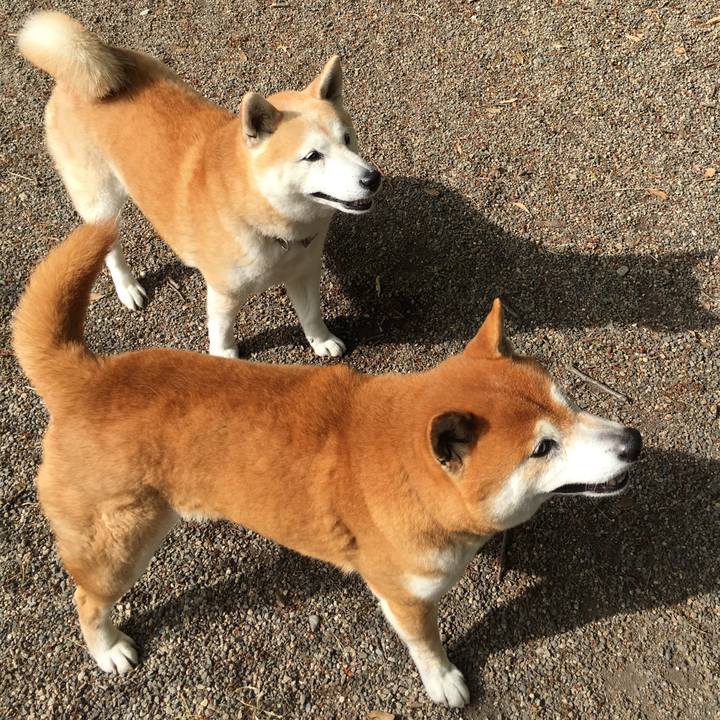 6181c84d d4fc 45bc 8f8f 8c624a1c52a7