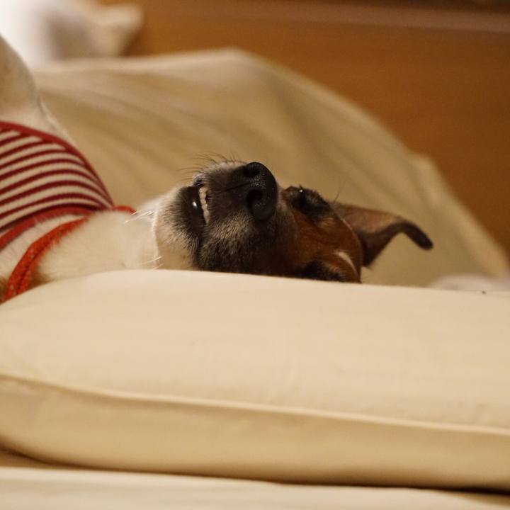 61874fb0 8baf 4754 98c0 8c8020e38667