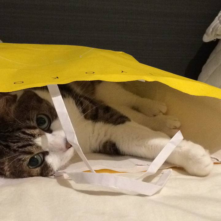 6195256e e3bd 4a38 8624 c557fe86870d