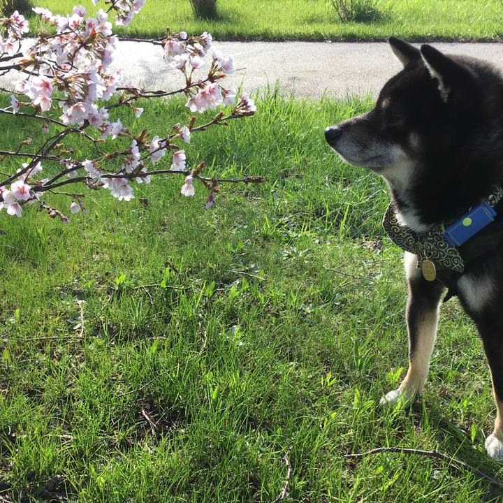 619a38fc e38d 4aeb 87fd f83afd2dcea8