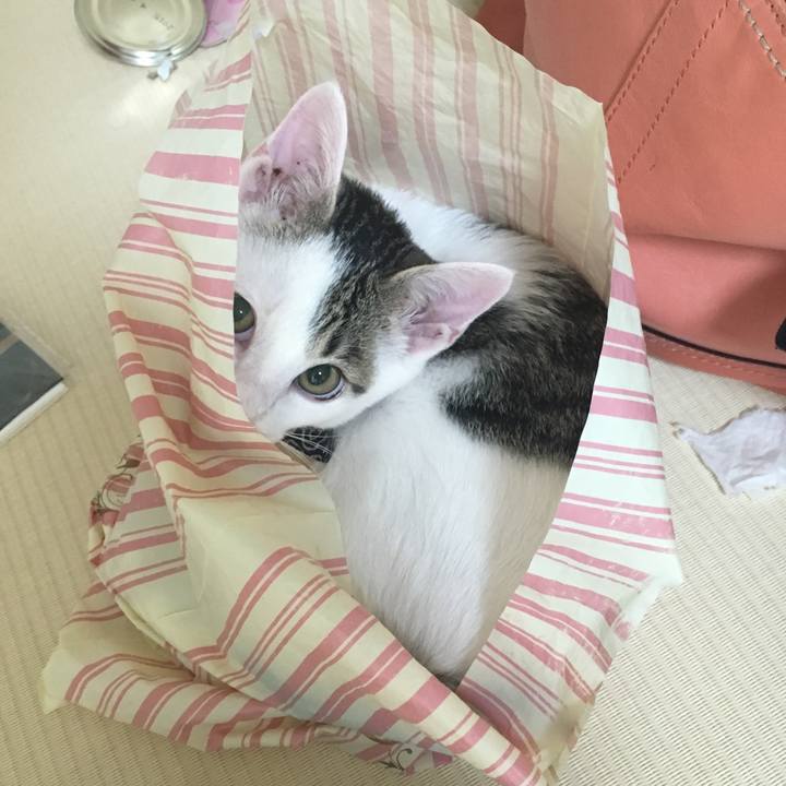 61a068a2 5f2b 44a3 a40f 2898faa98690