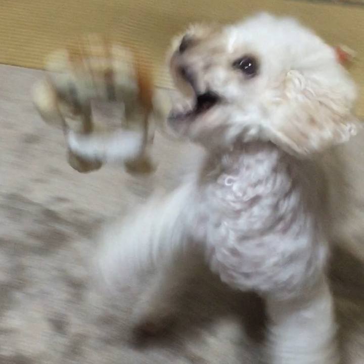 61b322fd 1303 4102 ae7d 393133f83832