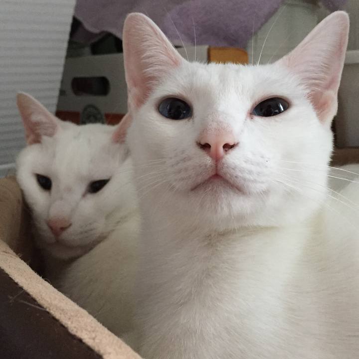 61bdb78a e02e 4471 9e11 b93634935d64