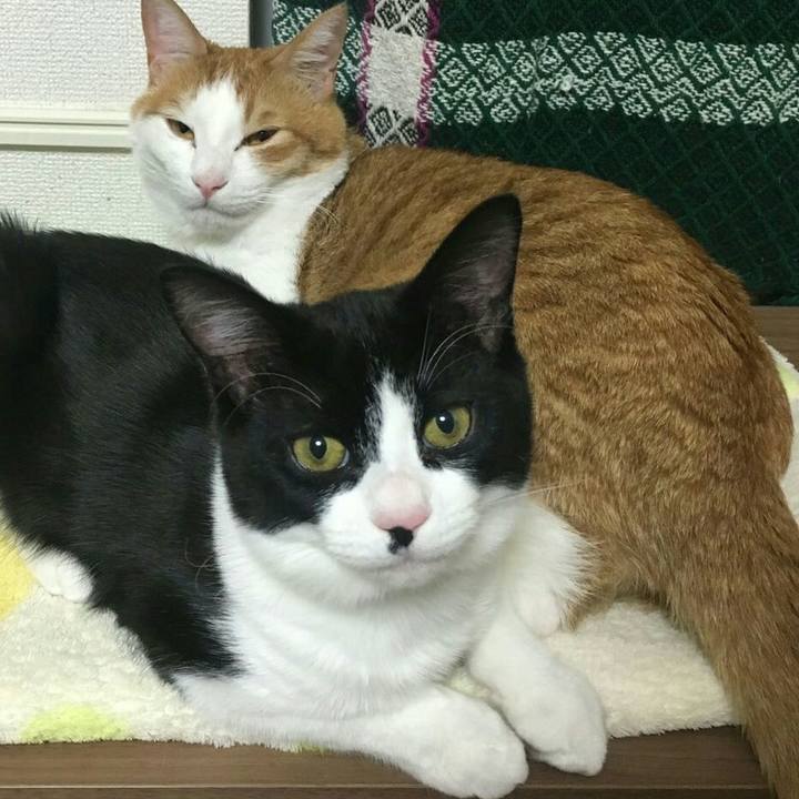 61c3a742 759b 459e b970 f48e79655d78