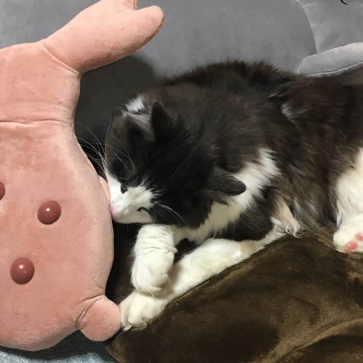 61c8a7c9 cc76 4806 8a03 2613af8a9ca4