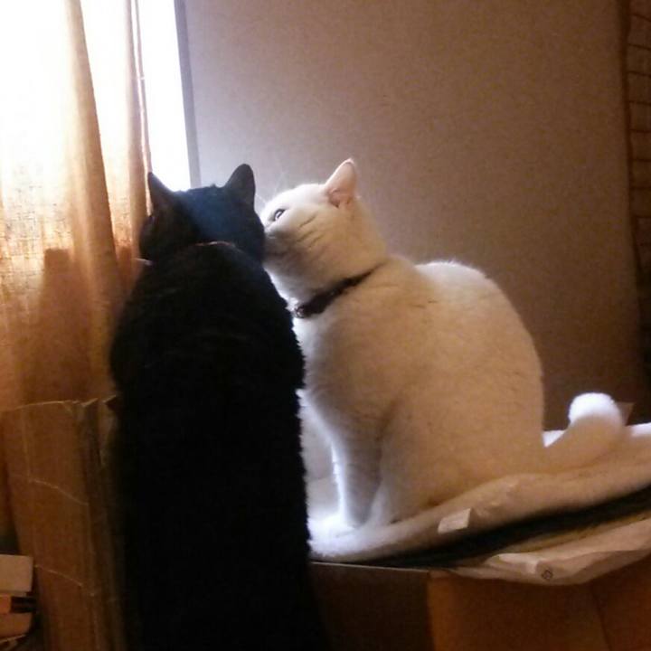 61d2f7e9 2063 4257 af60 9b0b32810bad