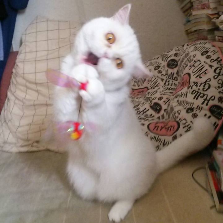 61d727a3 0e71 4f67 b26b 8cb7f25c55cb