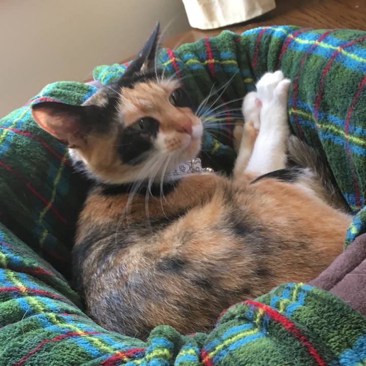 61da3e6a 6e4f 47c5 bb80 0a85a29041ad